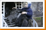Leider ist bei vielen Hundehaltern die Neigung festzustellen, mit ihrem Welpen erstmal die ersten Wochen in der Ruhe der Wohnung, der Familie zu genie&szlig;en. Dies ist verst&auml;ndlich, will man doch keine Aktionen der kleinen Racker vers&auml;umen, will die Welpenzeit am liebsten jede Minute auskosten.