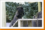 Leider ist bei vielen Hundehaltern die Neigung festzustellen, mit ihrem Welpen erstmal die ersten Wochen in der Ruhe der Wohnung, der Familie zu genie&szlig;en. Dies ist verst&auml;ndlich, will man doch keine Aktionen der kleinen Racker vers&auml;umen, will die Welpenzeit am liebsten jede Minute auskosten.