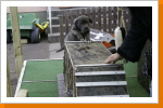 Diese Plattform ist ein wenig an einige &Uuml;bungen aus dem Agility-Hundesport angelehnt.